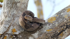 Trimorphodon biscutatus