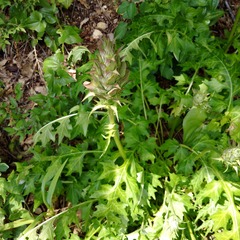 Acanthus hungaricus