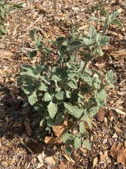 Malacothamnus arcuatus