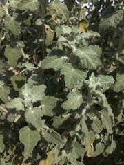 Malacothamnus arcuatus