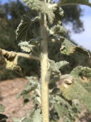 Malacothamnus arcuatus