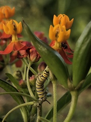 Asclepias curassavica image