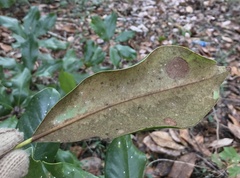 Phyllosticta magnoliae