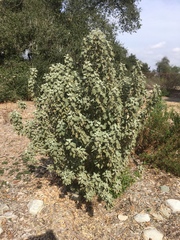 Malacothamnus arcuatus