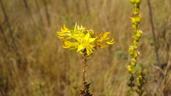 Cambessedesia espora