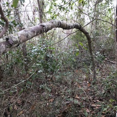 Phyllosticta magnoliae