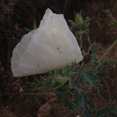 Argemone platyceras
