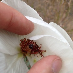 Argemone platyceras