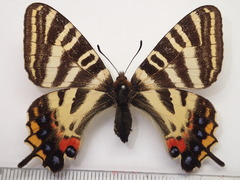 Luehdorfia japonica