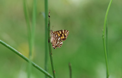 Oreixenica kershawi