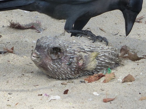 Porcupinefish