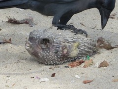 Porcupinefish