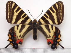 Luehdorfia japonica
