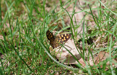 Oreixenica kershawi