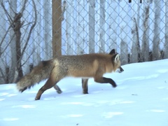 Vulpes vulpes