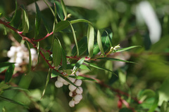Gaultheria appressa