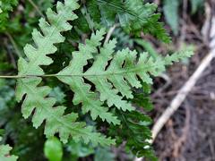 Pteris carsei