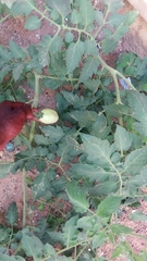 Solanum lycopersicum