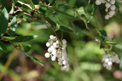 Gaultheria appressa