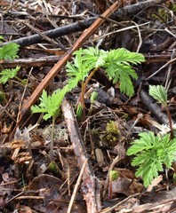Dicentra formosa
