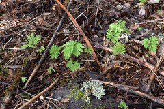 Dicentra formosa