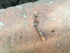 Aporrectodea caliginosa