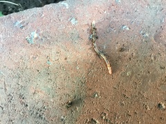 Aporrectodea caliginosa