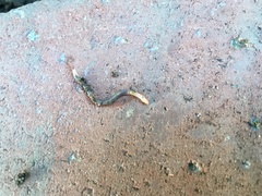 Aporrectodea caliginosa