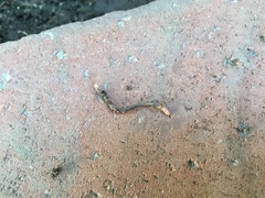 Aporrectodea caliginosa