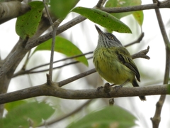 Todirostrum maculatum