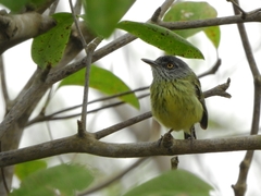 Todirostrum maculatum