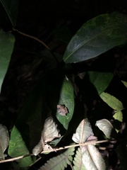 Eleutherodactylus coqui