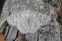 Crypsiphona tasmanica