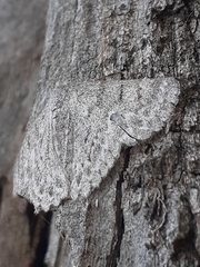 Crypsiphona tasmanica