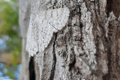 Crypsiphona tasmanica