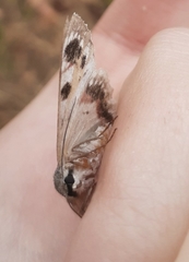 Crypsiphona tasmanica