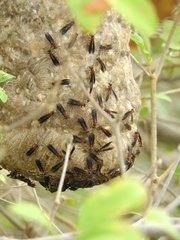 Polybia micans