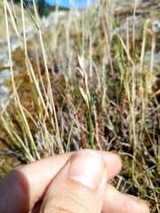 Rytidosperma maculatum