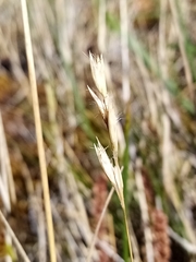 Rytidosperma maculatum