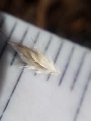 Rytidosperma maculatum