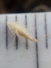 Rytidosperma maculatum