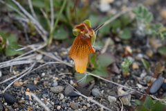 Calceolaria uniflora