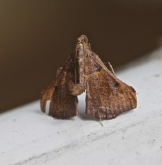 Endotricha dispergens