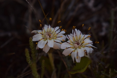 Hypochaeris incana