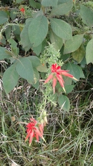 Castilleja fissifolia