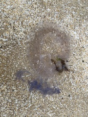 Pseudorhiza haeckeli