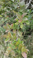 Xylosma spiculifera