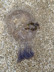 Pseudorhiza haeckeli