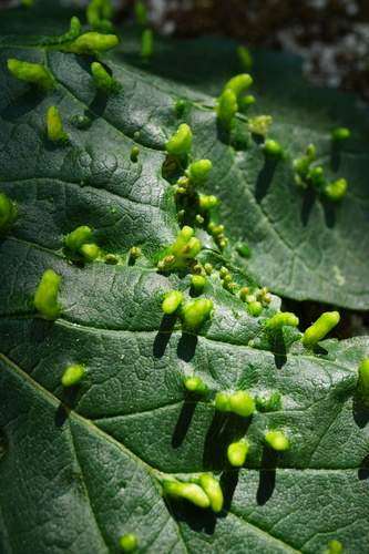 Maple gall mite