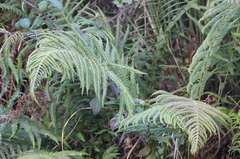 Amauropelta argentina